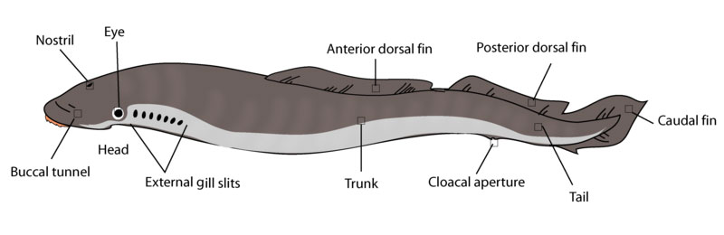 anatomie van de lamprei