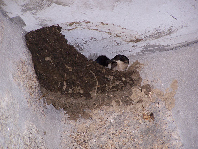 vogelnestje op het balkon