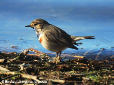 blauwborst. Foto Bert Snijder