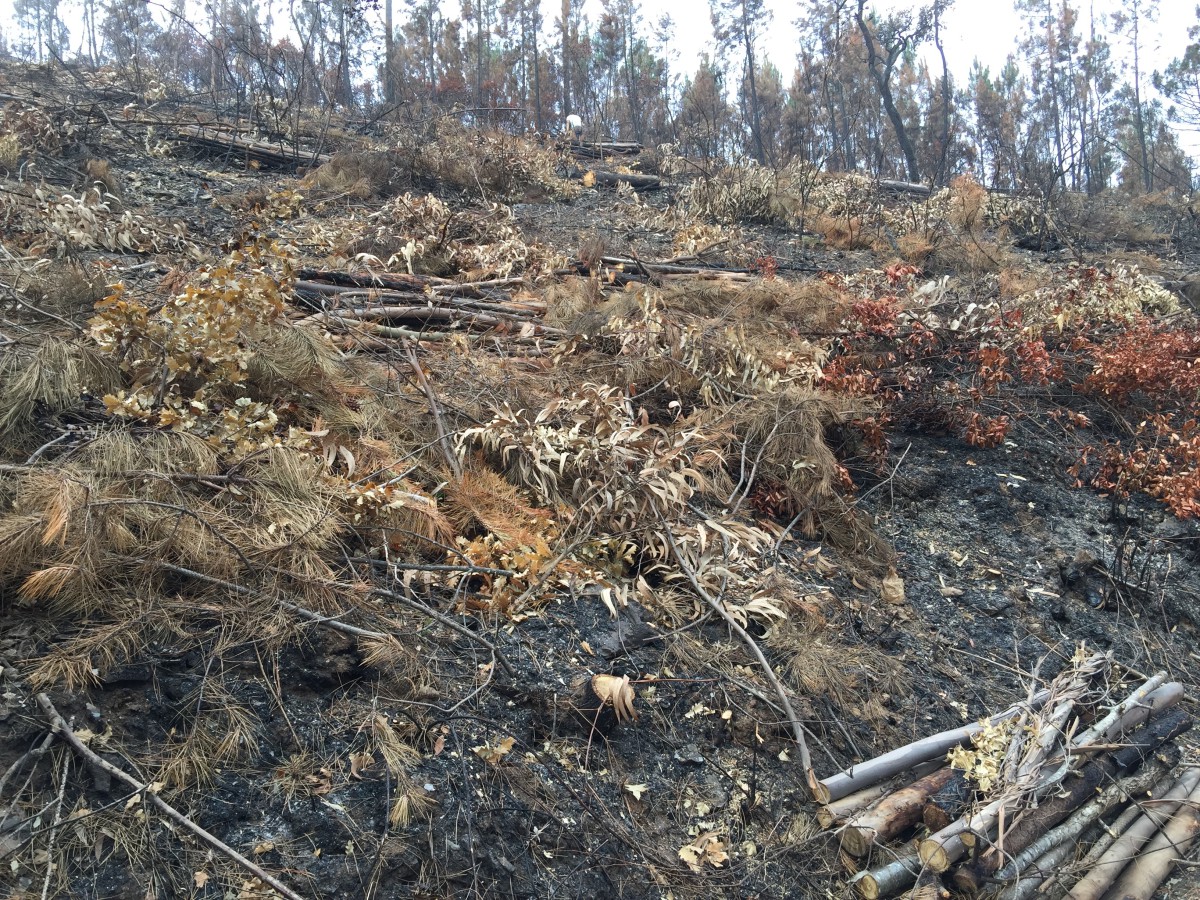 De verbrand bomen worden gekapt.