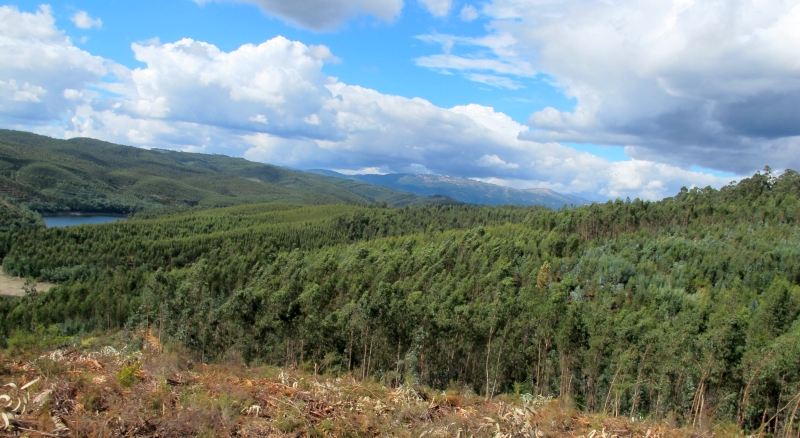 Eucalyptus plantage bij de rio Criz