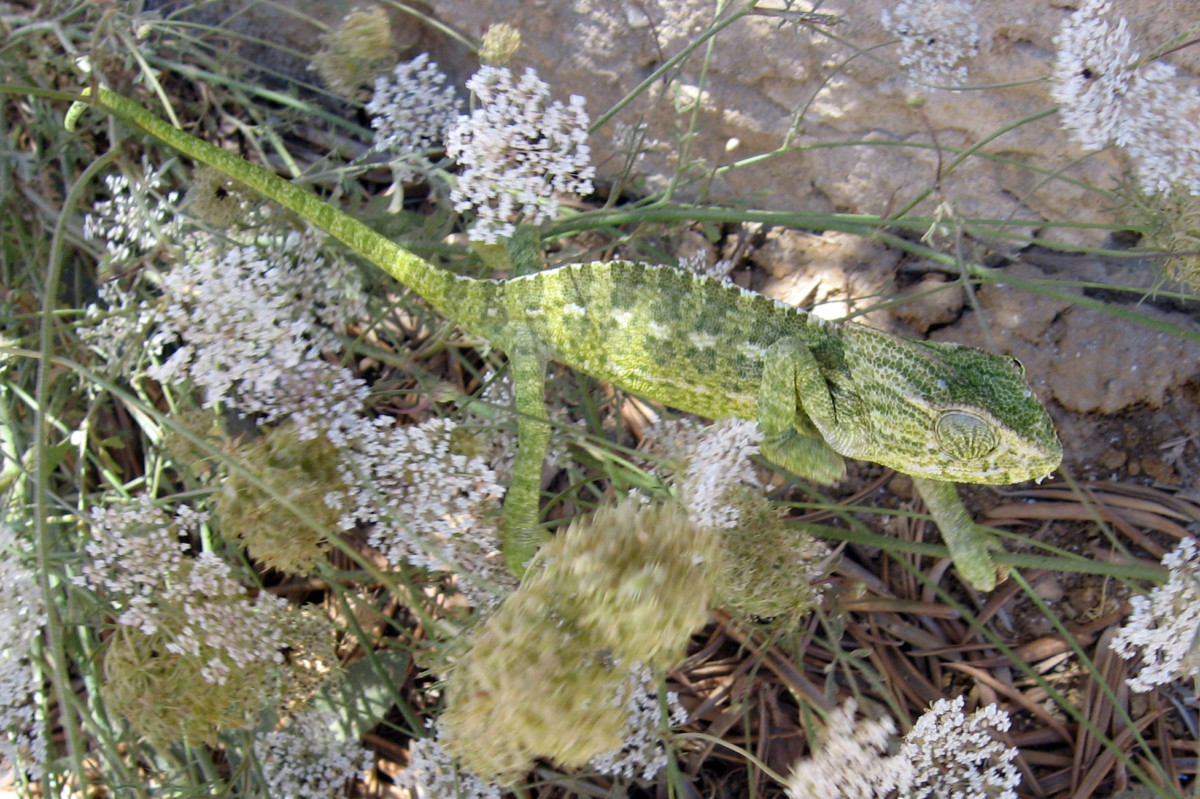 Kameleon in de Algarve tussen witte venkelbloemen.