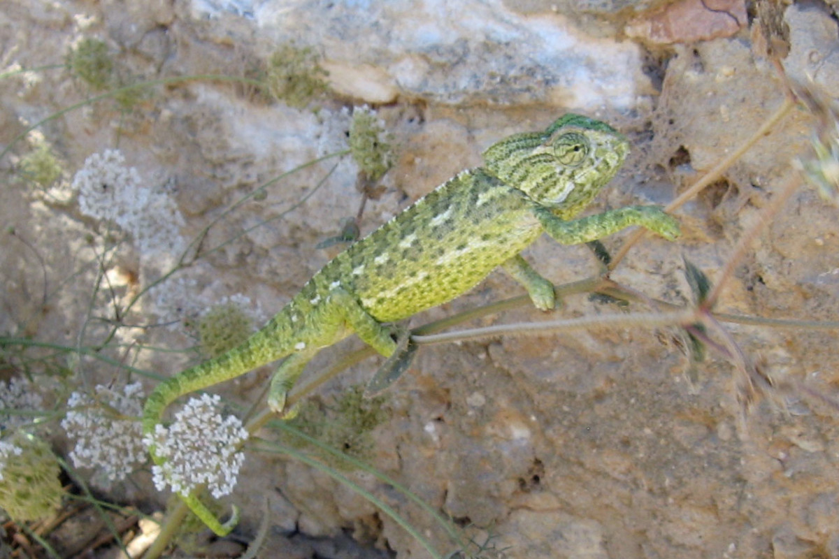 Kameleon in de Algarve, groen van kleur met witte streepjes. 