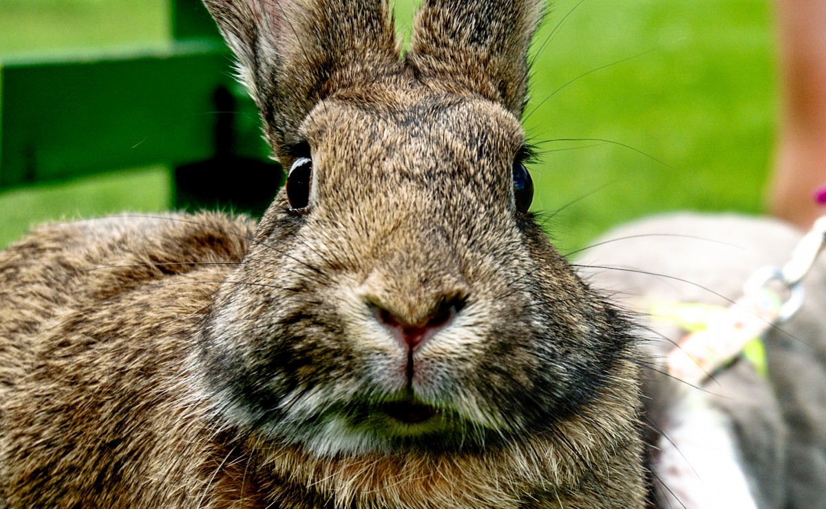 Close-up van een konijn wat recht in de camera kijkt, alsnof het geen idee heeft van wat er gaat gebeuren.