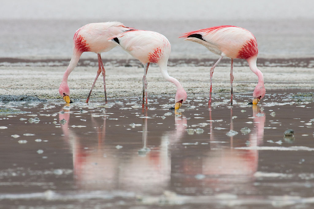 Flamingo's