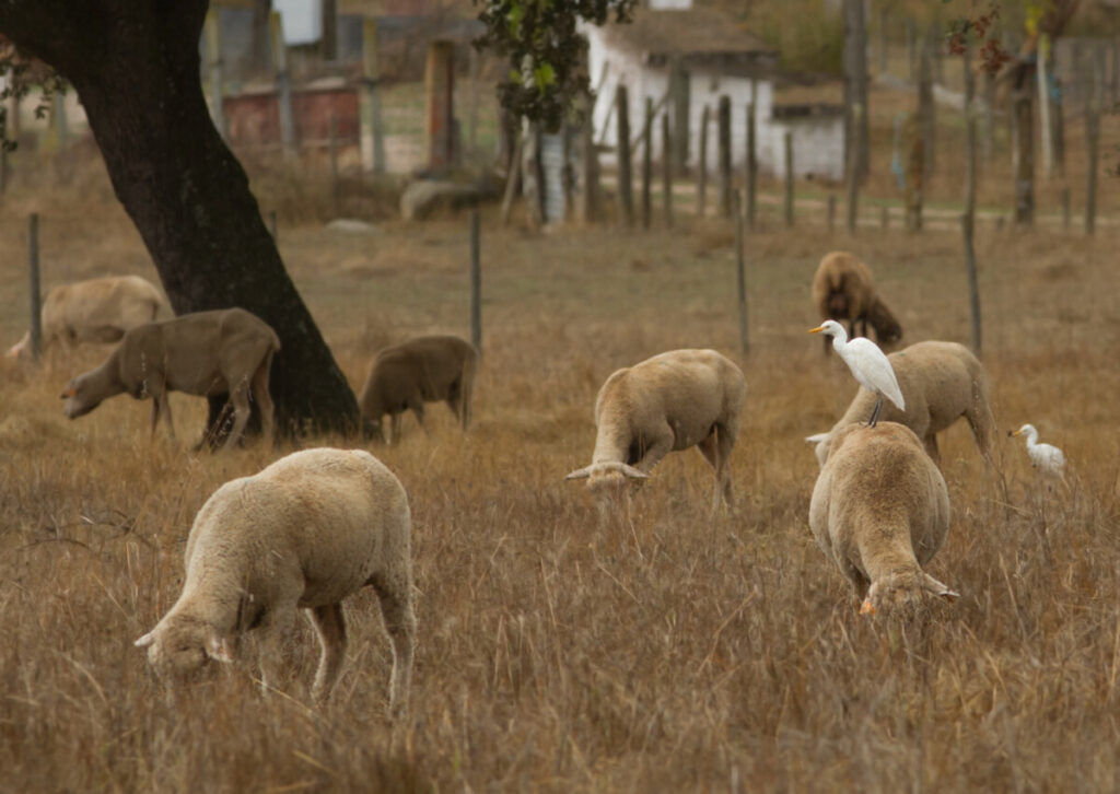 koereigers met schapen