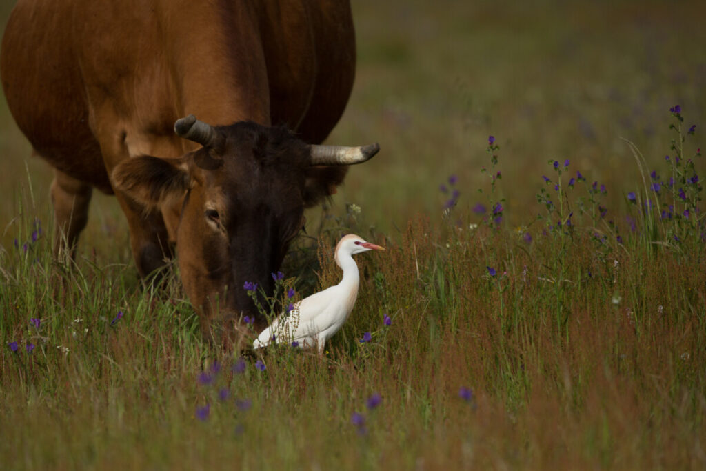 koereiger met koe