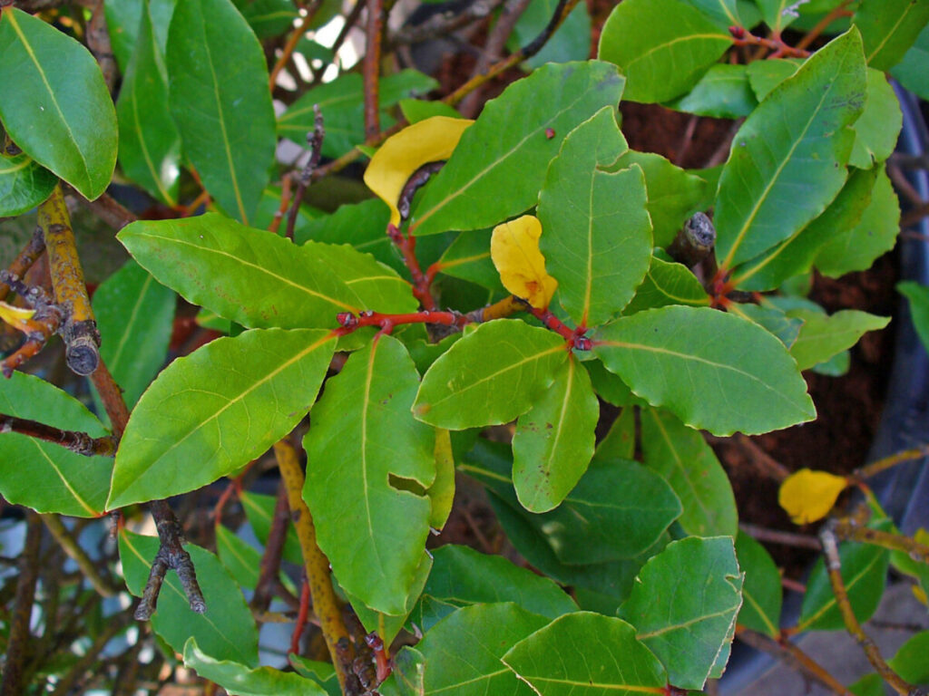 Laurus nobilis, de laurier die je kunt gebruiken in de keuken, die je als thee kunt drinken en die je gebruikt om vieze geuren te verdrijven.