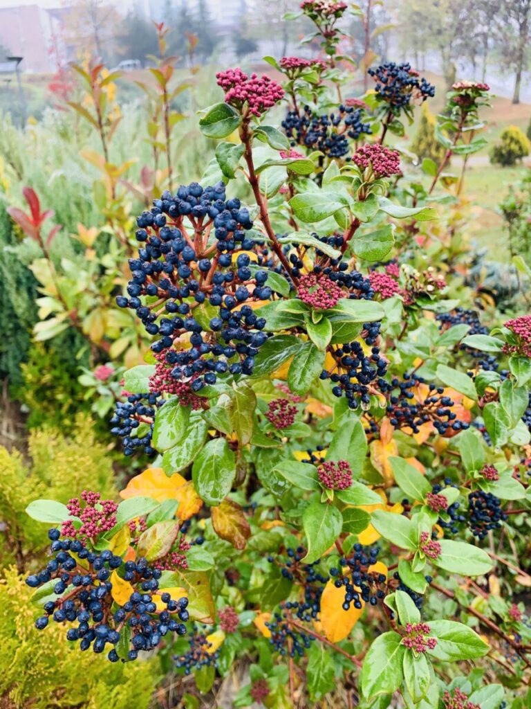 De laurierkers is eigenlijk een kersenboom. Het blad van de laurierkers heeft niet die typische laurieraroma.