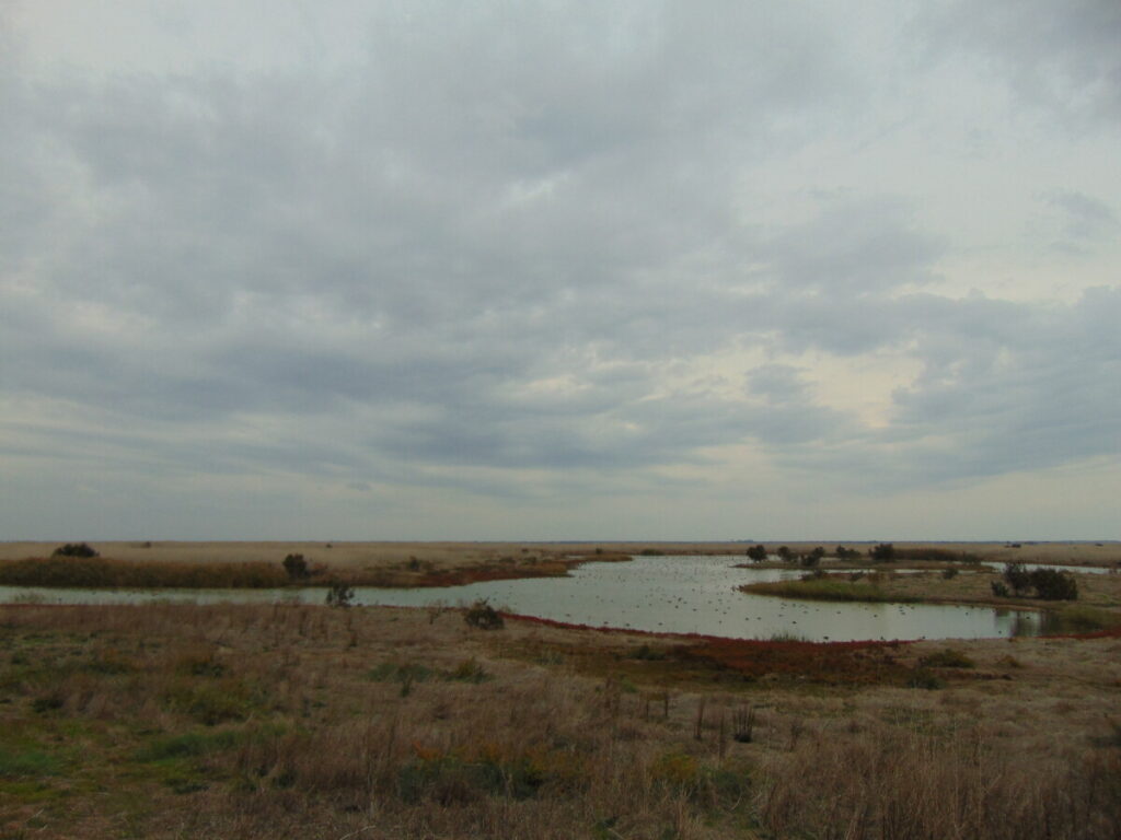 Het wetland van de Taag, een brak water ecosysteem met vijvers, sloten, akkers en weilanden