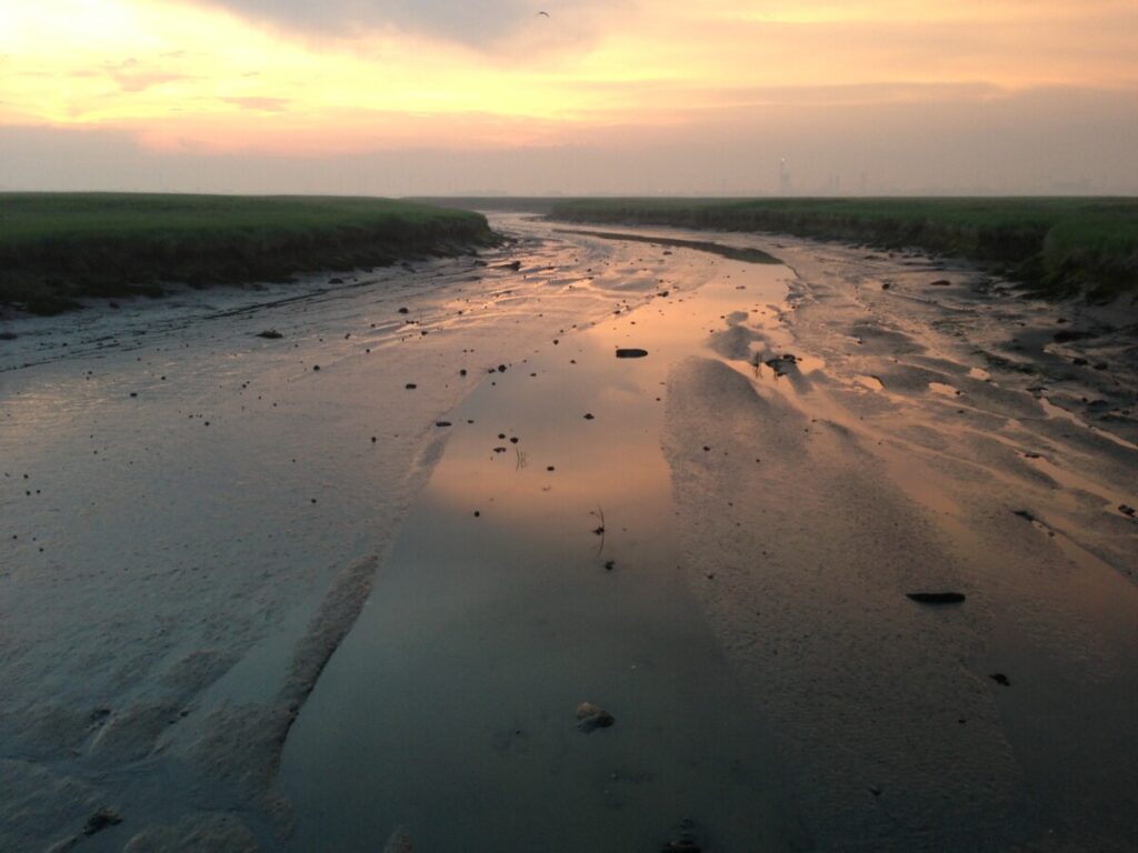 Het Zeeuwse Land van Seaftinghe een van de grootste wetlands van de Benelux