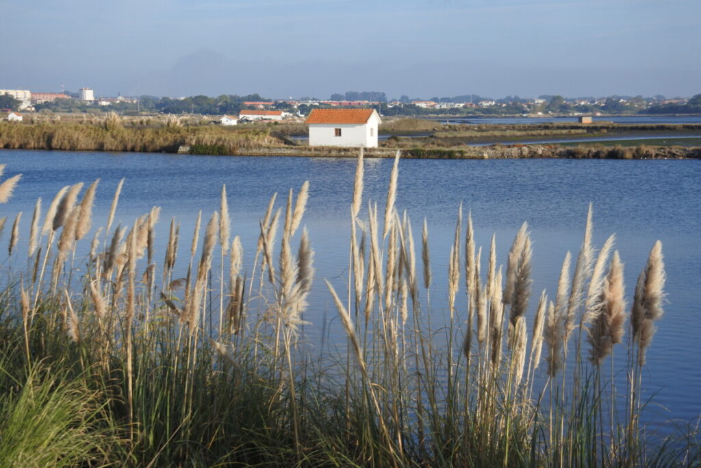 Ria de Aveiro het grootste wetland van Centrum en Noord-Portugal