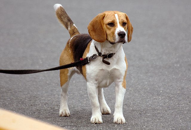 Foto van een hond aan de lijn.