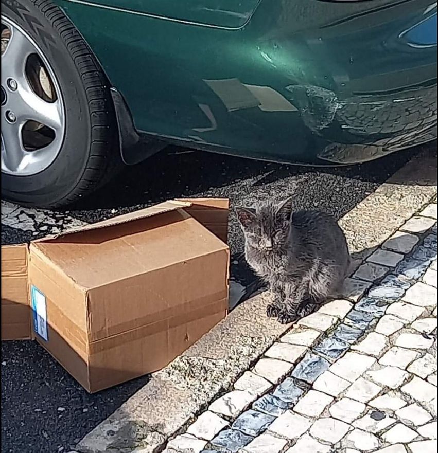 Een zo te zien vrij zieke kat die in een doos afgevoerd zal worden naar een opvang of dierenarts. 