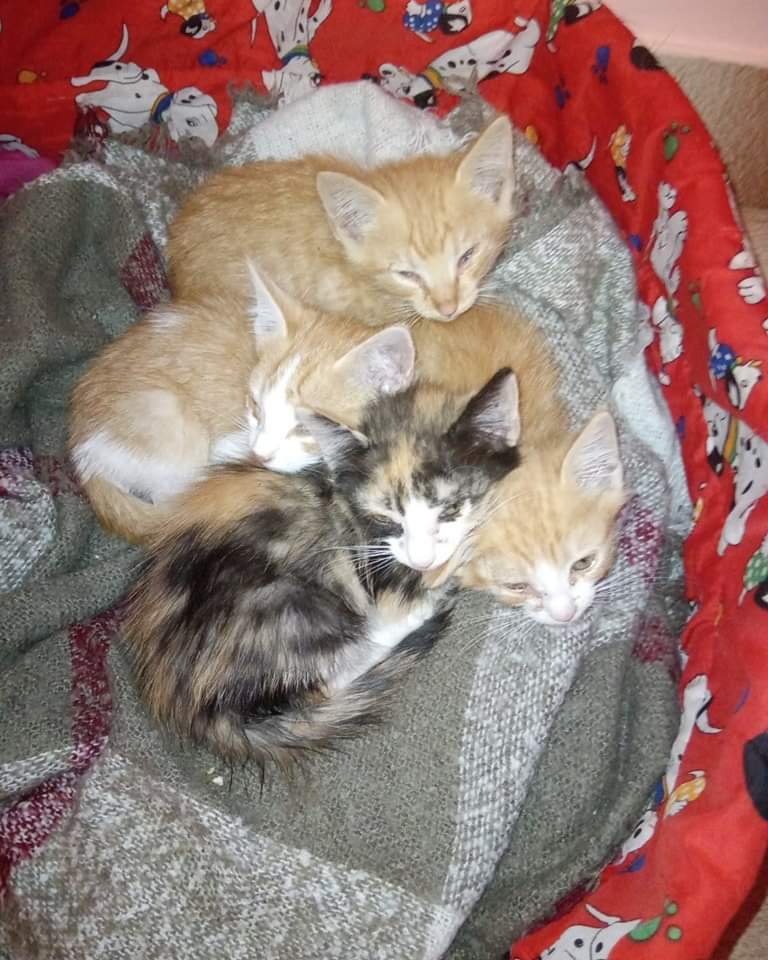 Nog meer kittens die de dood bespaard zijn tenminste tot nu toe, want als er geen opvang voor ze komt of een adoptie adres dan zal er ongetwijfeld weer een dag komen dat ze in gevaar zijn