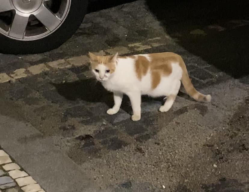 Een van de vele zwerfkatten die overal rondlopen. Zo te zien is deze nog in goede staat, de vacht is schoon, maar het gezicht lijkt gehavend.