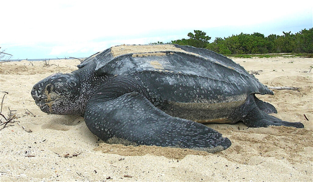 Een van de natuurlijke vijanden van de karveel is de lederschildpad.