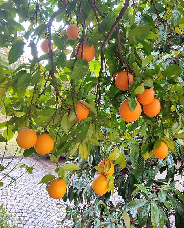 Rijpe sinaasappels in de boom