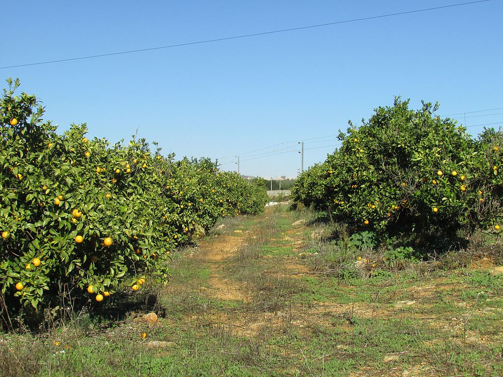 Sinaasappelboomgaard