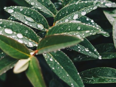 Waterdruppels op bladeren van een plant