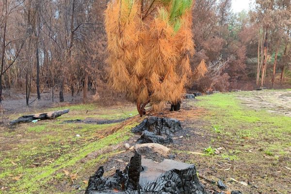 Verbrandde boom