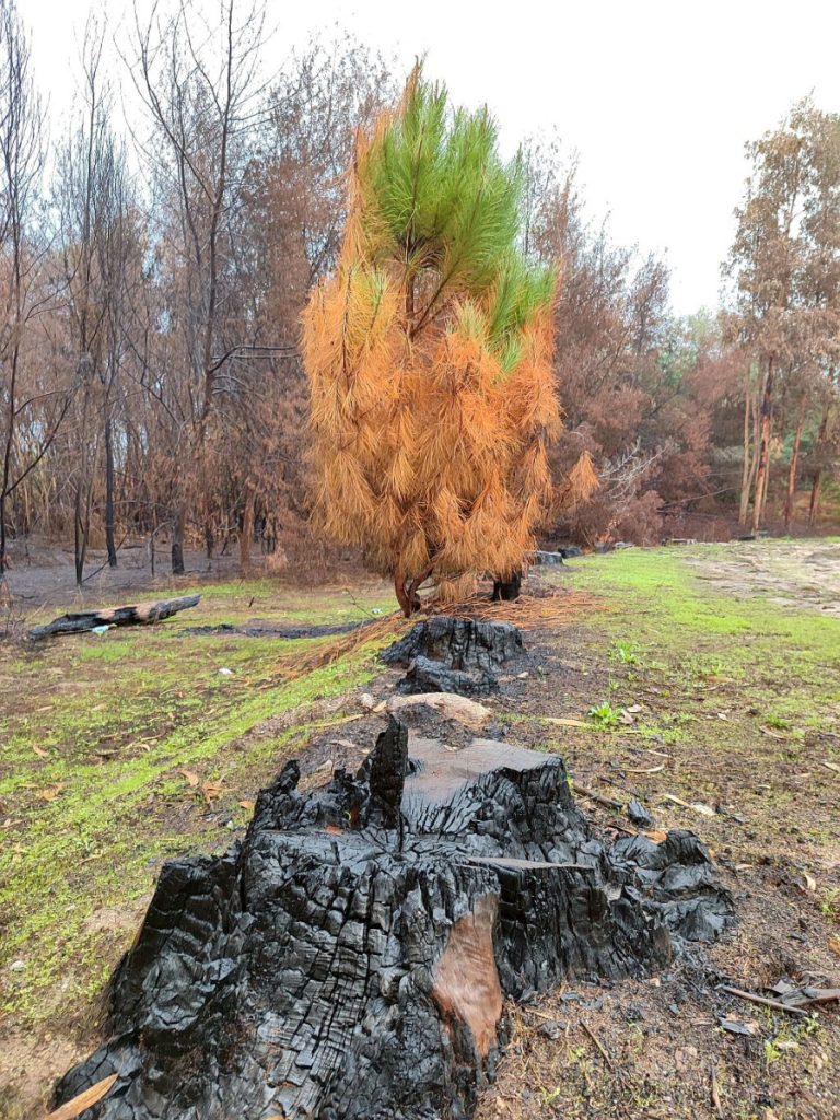 Verbrandde stronken en boom in Portugal