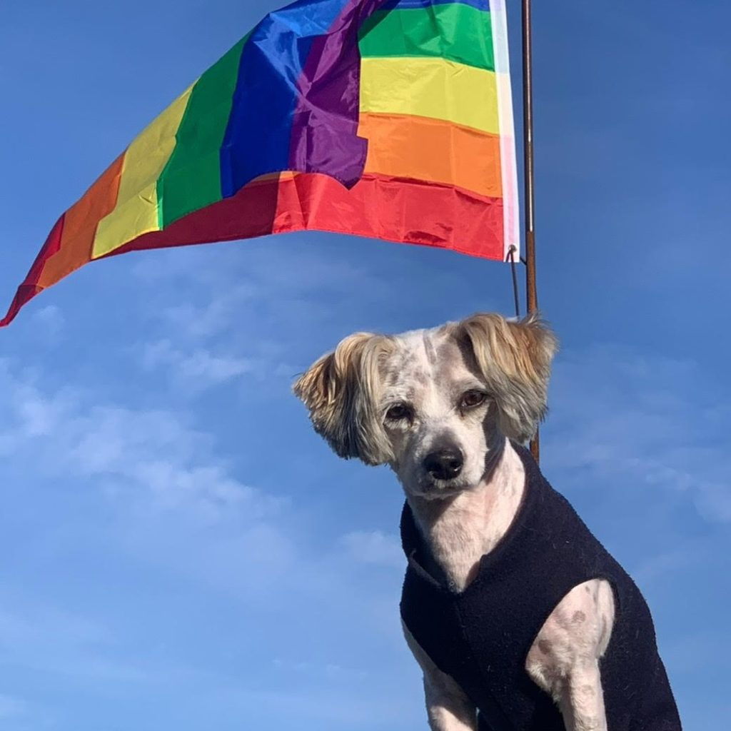 Hond met regenboogvlag op achtergrond