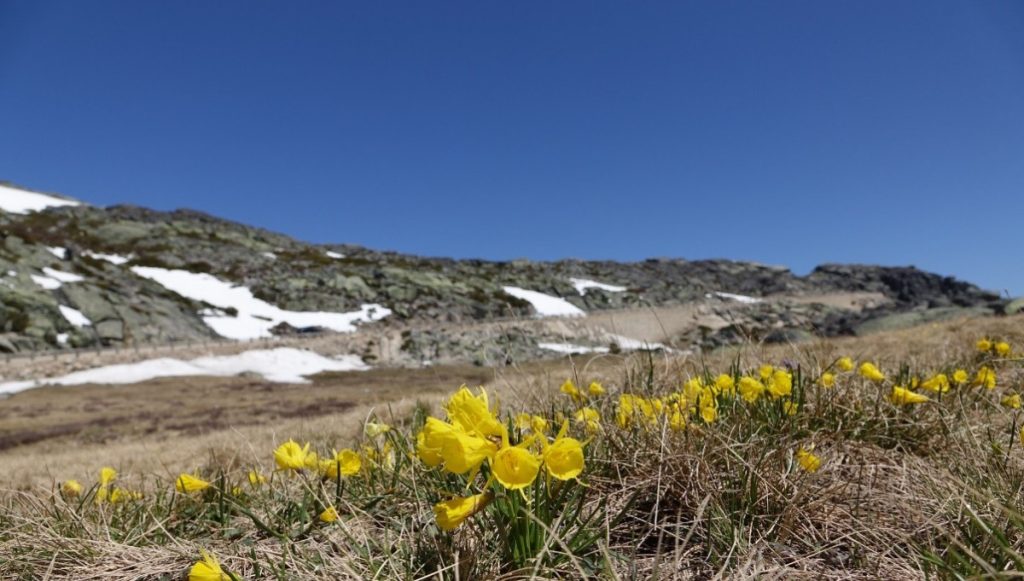 Narcissus bulbocodium in heischraal grasland