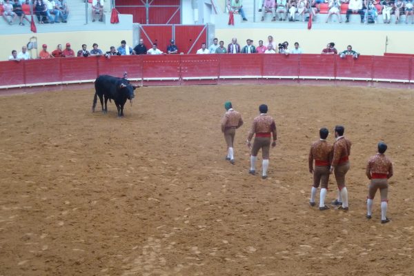 forcadas tijdens een Portugees stierengevecht