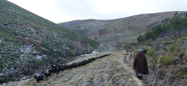 Permanent grasland. Kudde van inheemse Serrana Serra da Estrela geiten met een Serra da Estrela hond