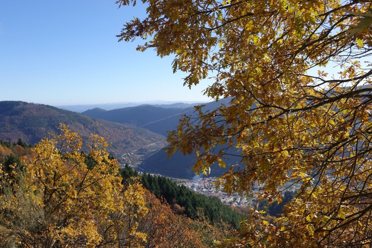 Kleurrijke bladeren van de Pyreneese eik