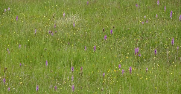 schraal hooiland vol orchideeën