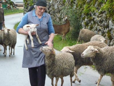 boerin met schapen en lammetje