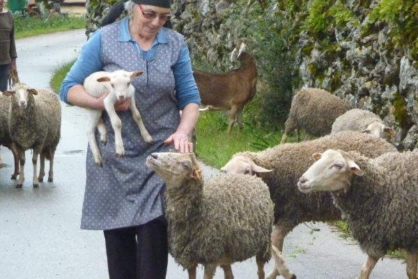 boerin met schapen en lammetje